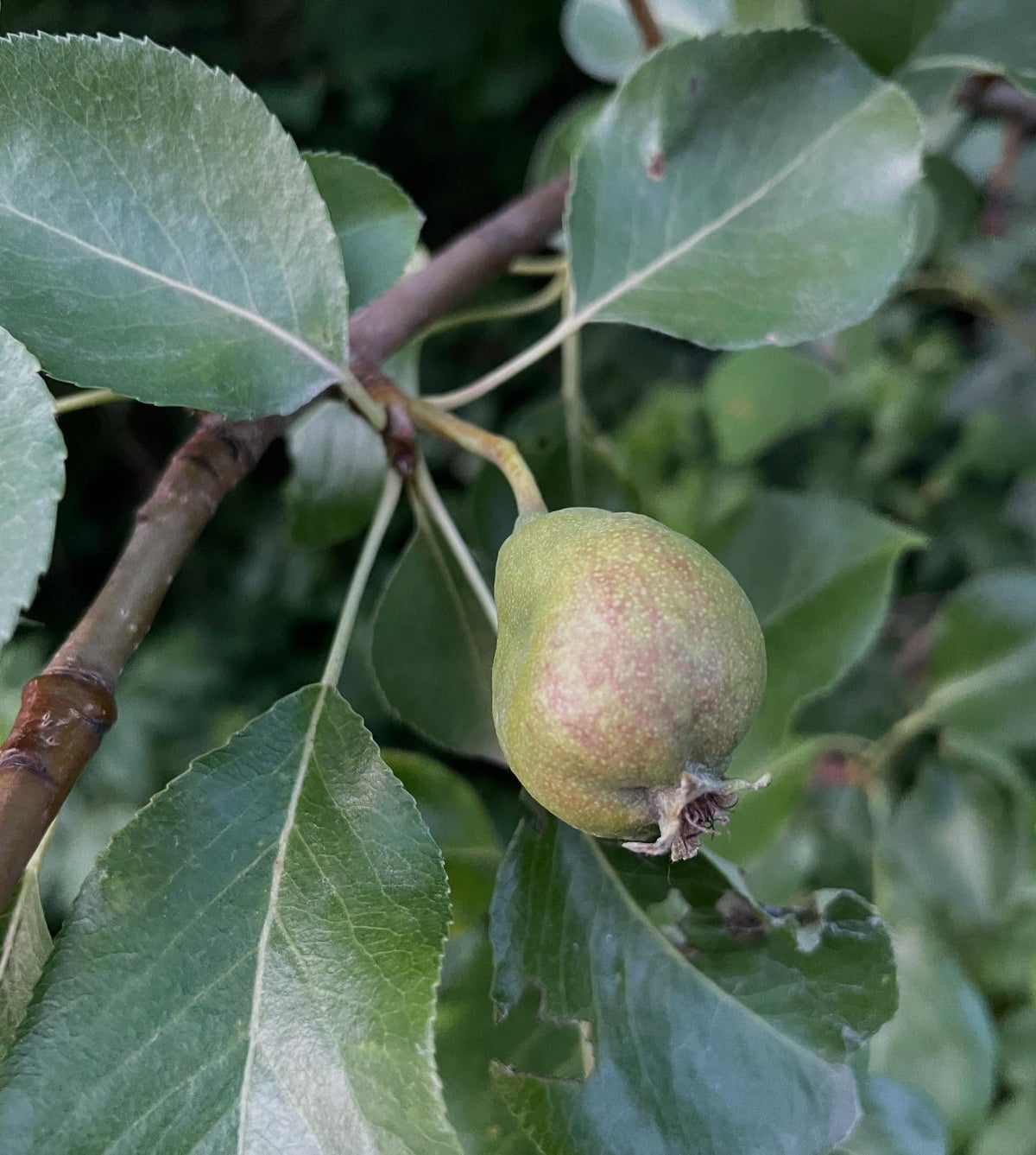 favoritka pear, on saskatoon 3 year old graft first year flowering