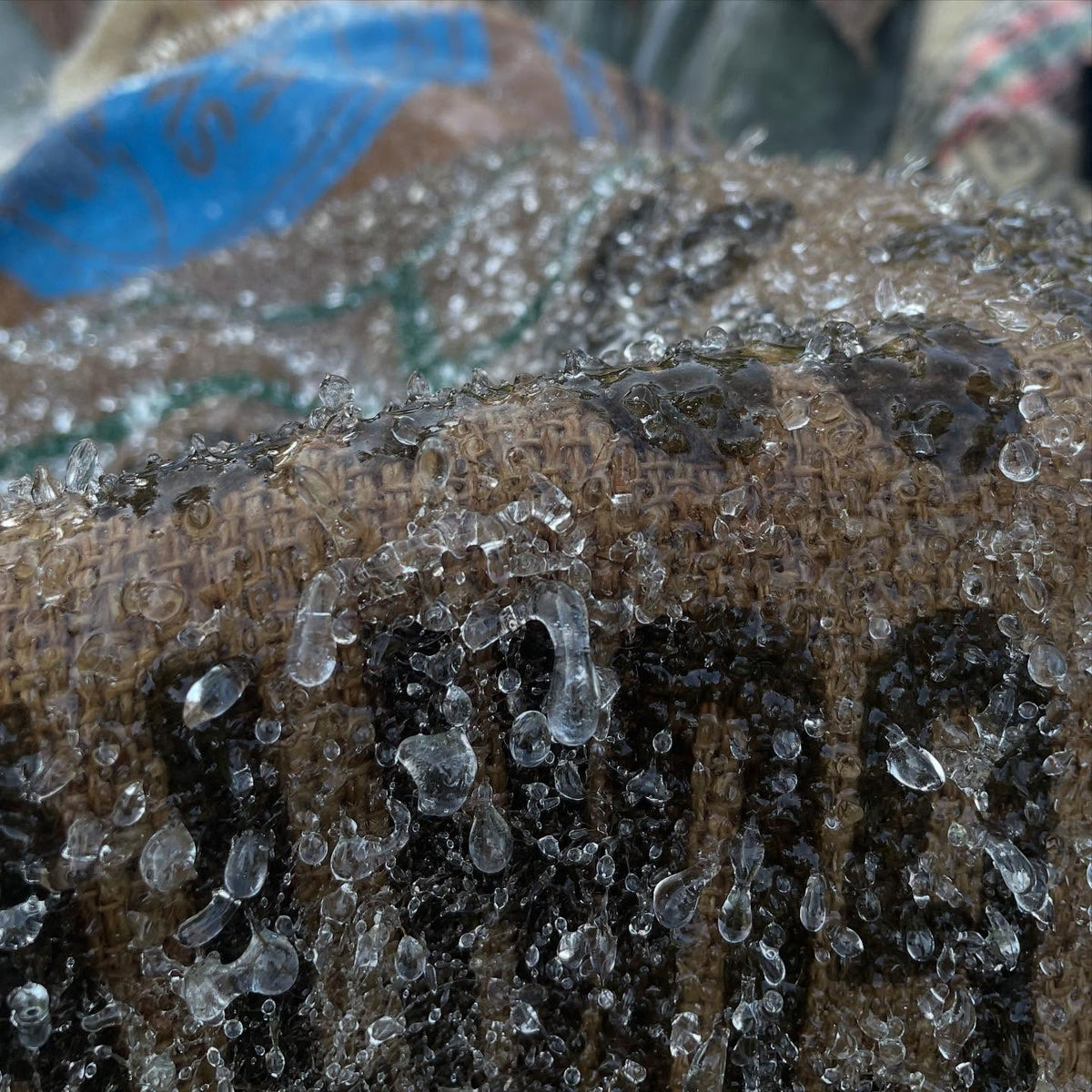 feels like first day of fall when we get a hard frost, image 1 of 4