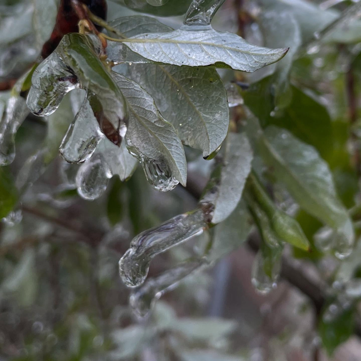 feels like first day of fall when we get a hard frost, image 2 of 4