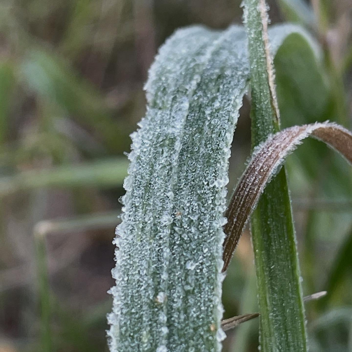 feels like first day of fall when we get a hard frost, image 3 of 4