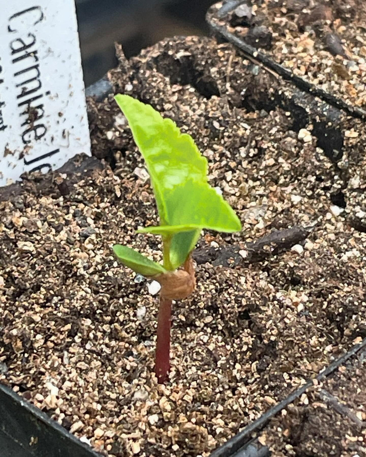 few seedlings growing in the greenhouse, image 1 of 10