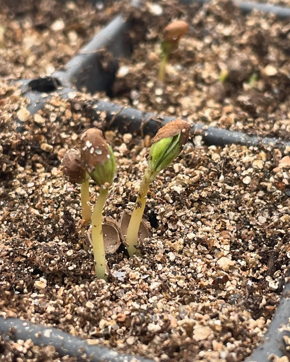 few seedlings growing in the greenhouse, image 2 of 10