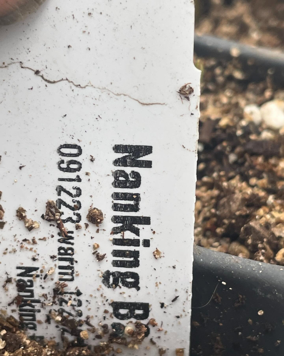 few seedlings growing in the greenhouse, image 3 of 10