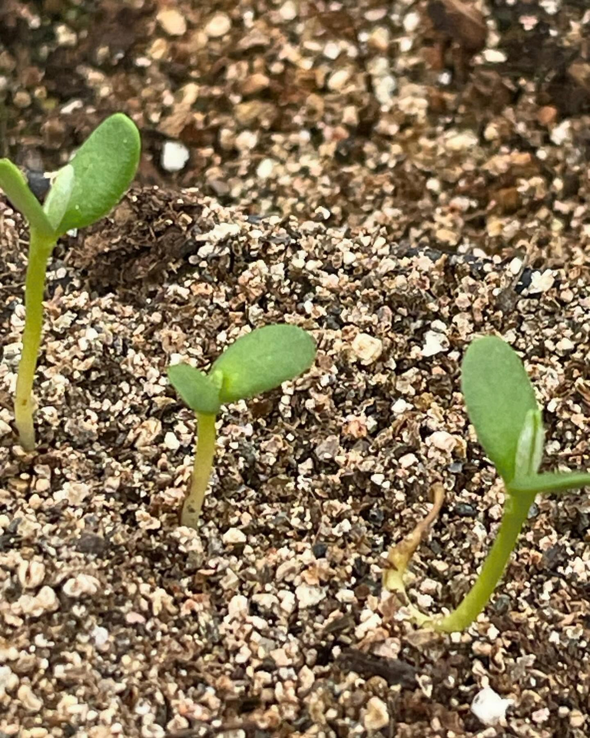 few seedlings growing in the greenhouse, image 4 of 10