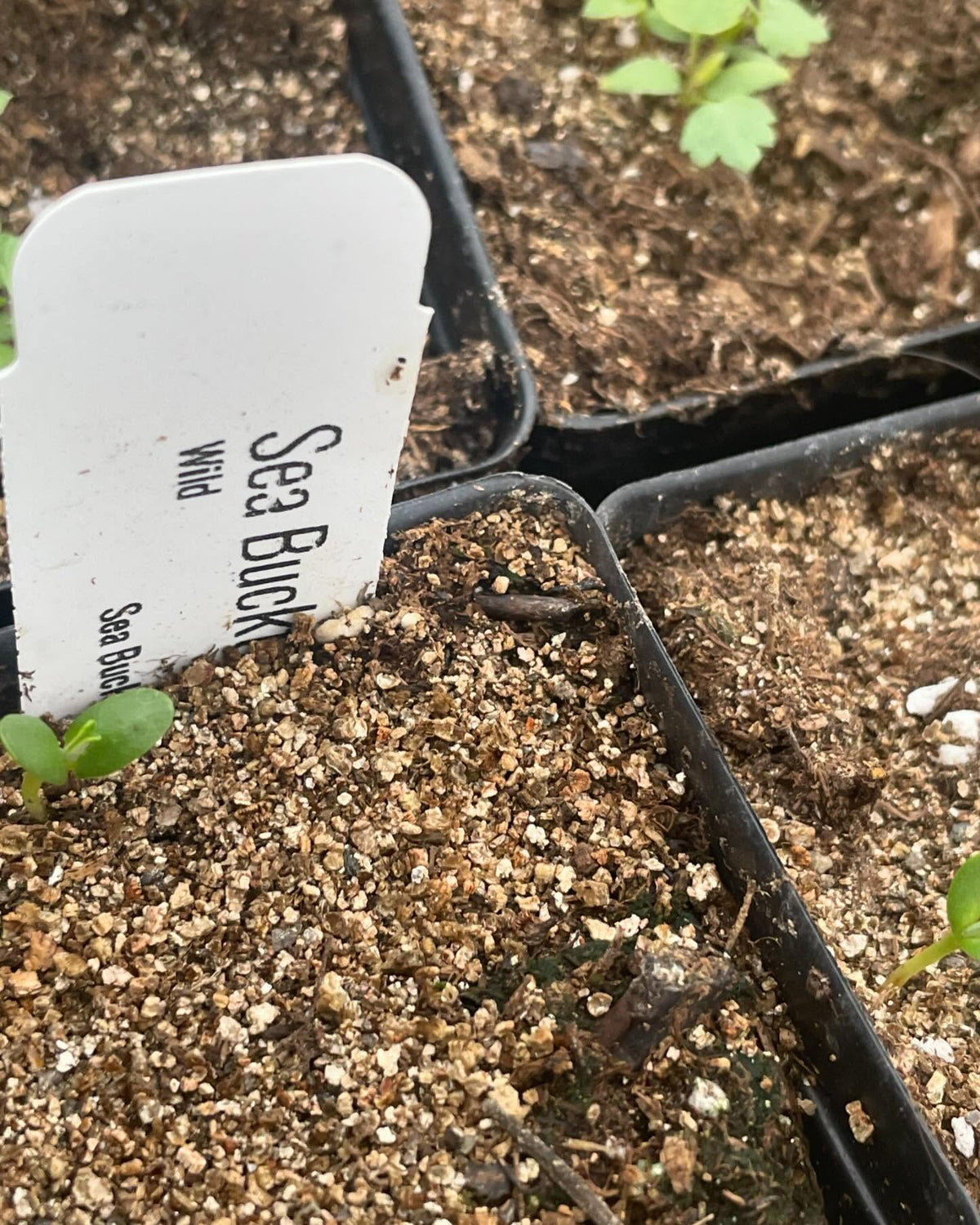 few seedlings growing in the greenhouse, image 5 of 10