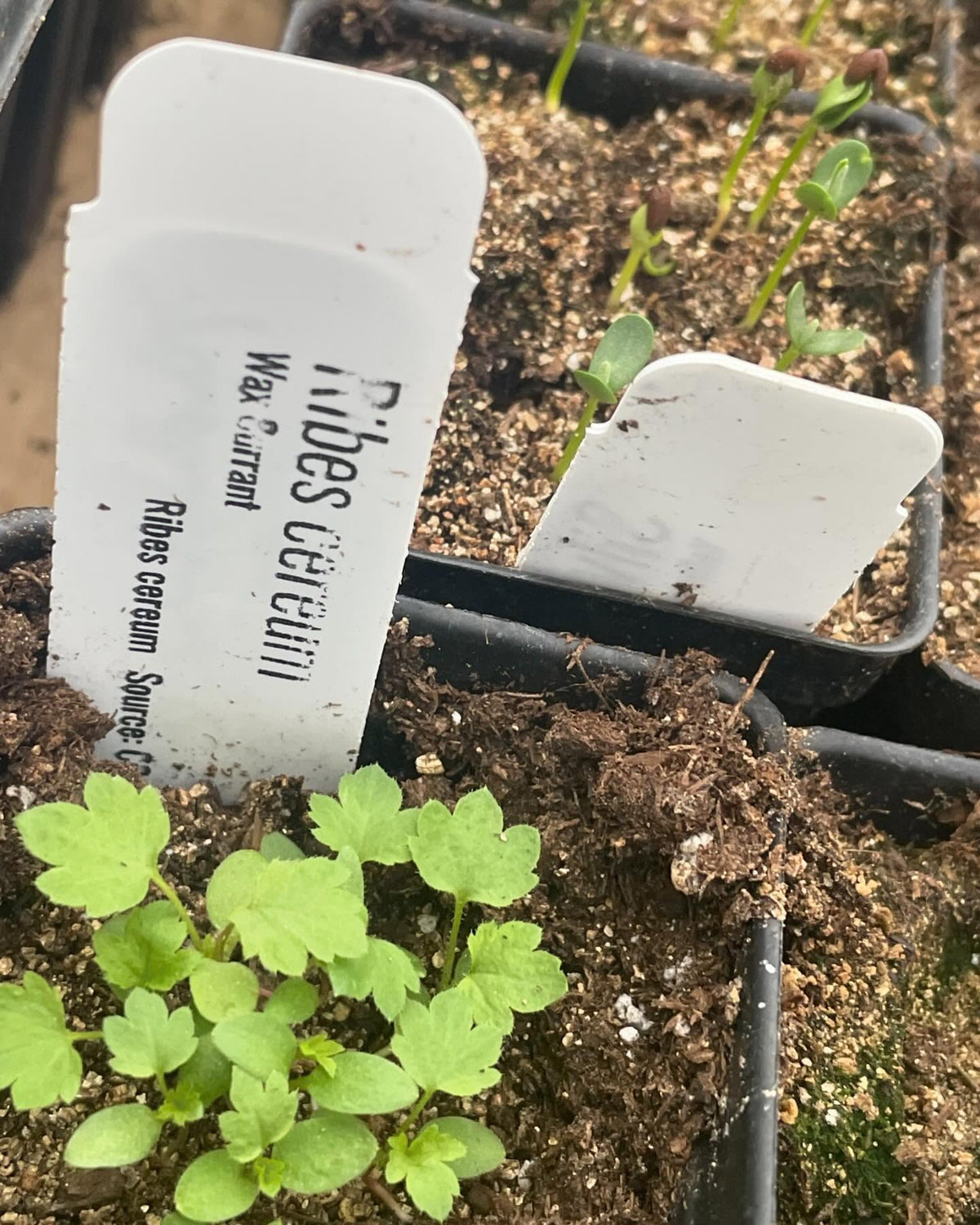 few seedlings growing in the greenhouse, image 6 of 10