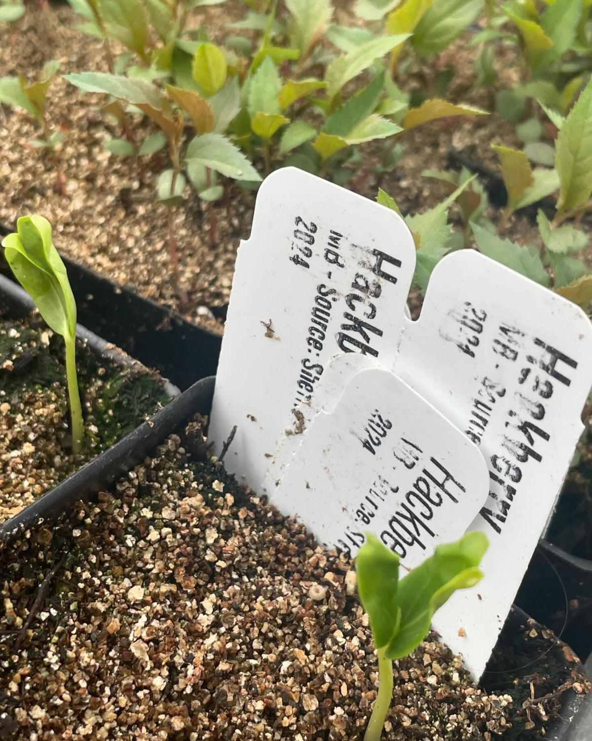 few seedlings growing in the greenhouse, image 7 of 10
