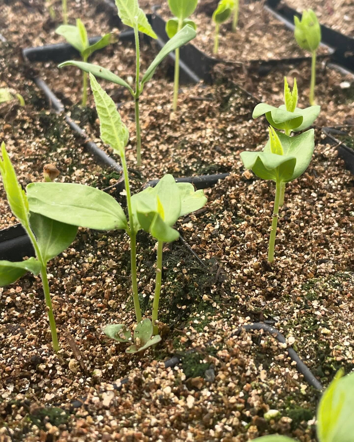 few seedlings growing in the greenhouse, image 8 of 10