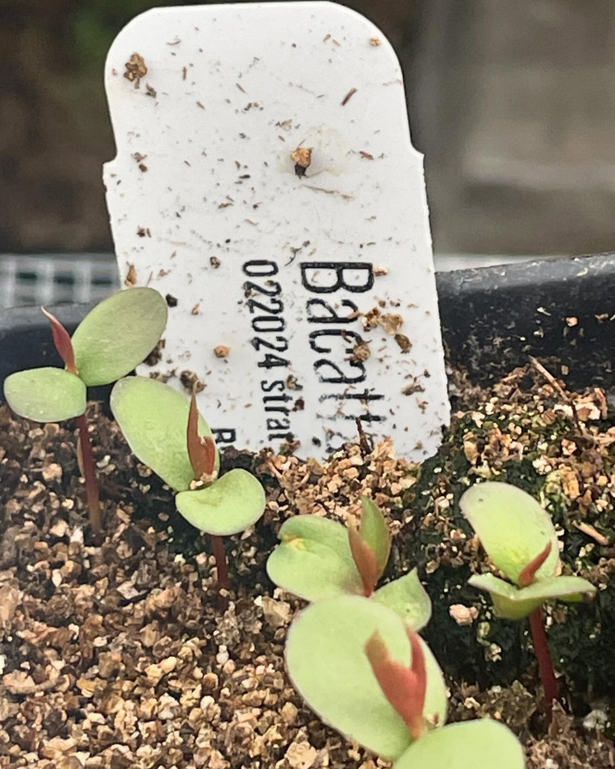 few seedlings growing in the greenhouse, image 9 of 10