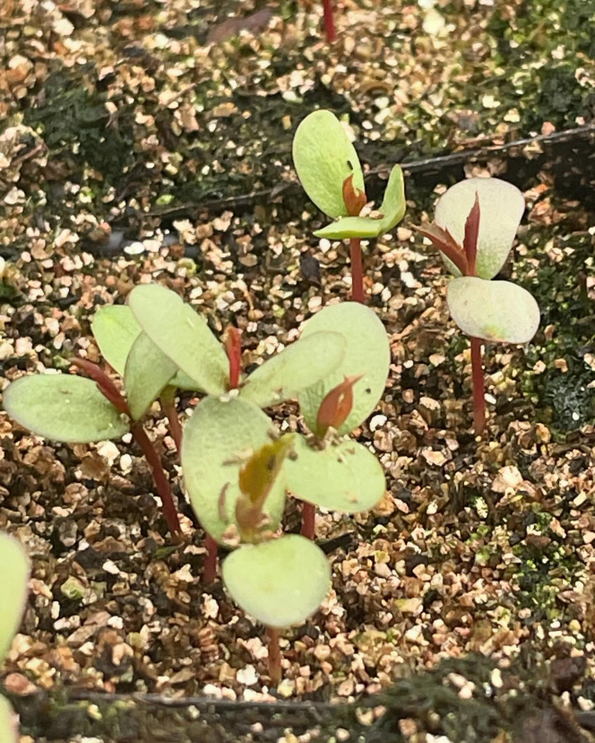 few seedlings growing in the greenhouse, image 10 of 10