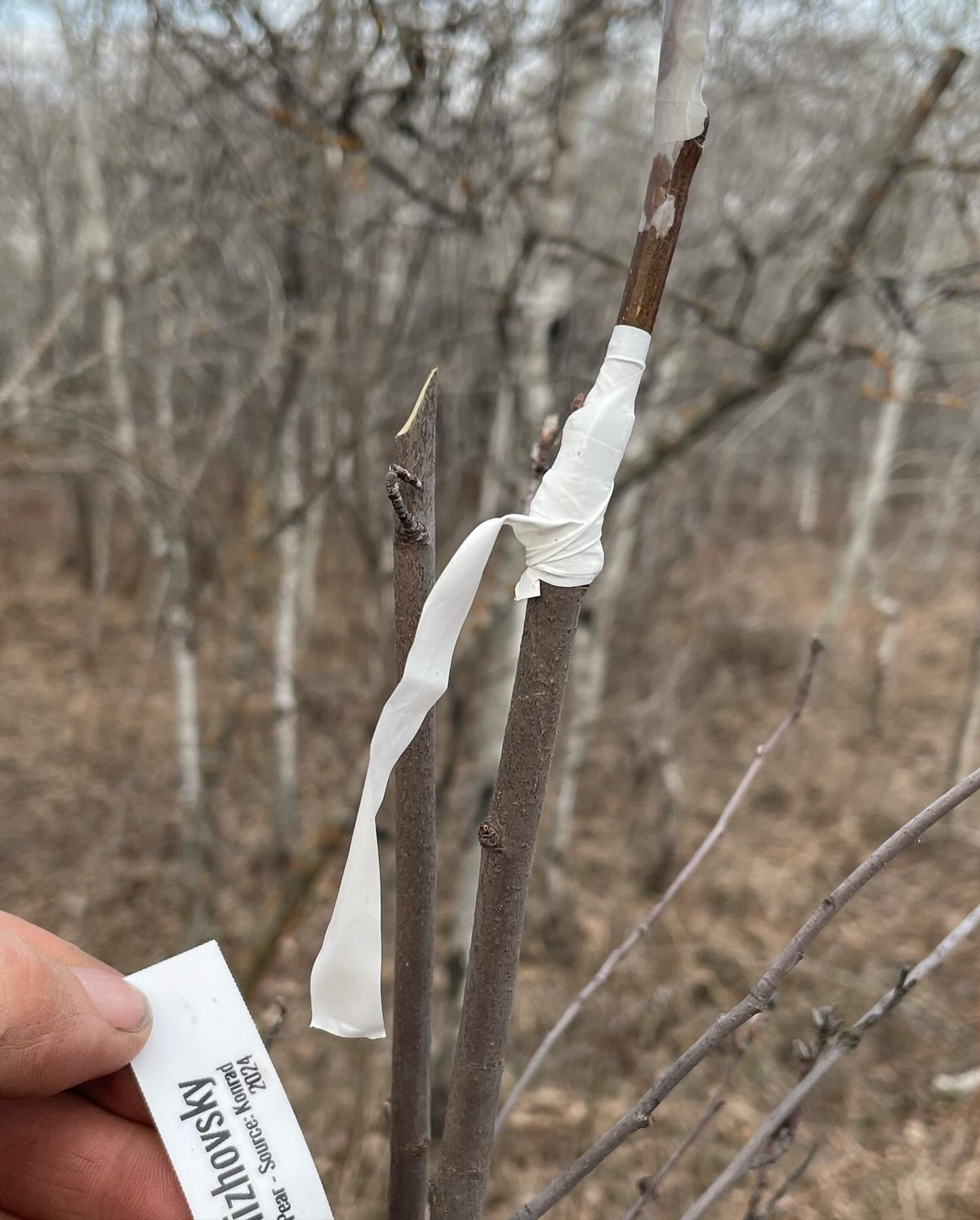 field grafting pears onto saskatoon #grafting, image 2 of 9