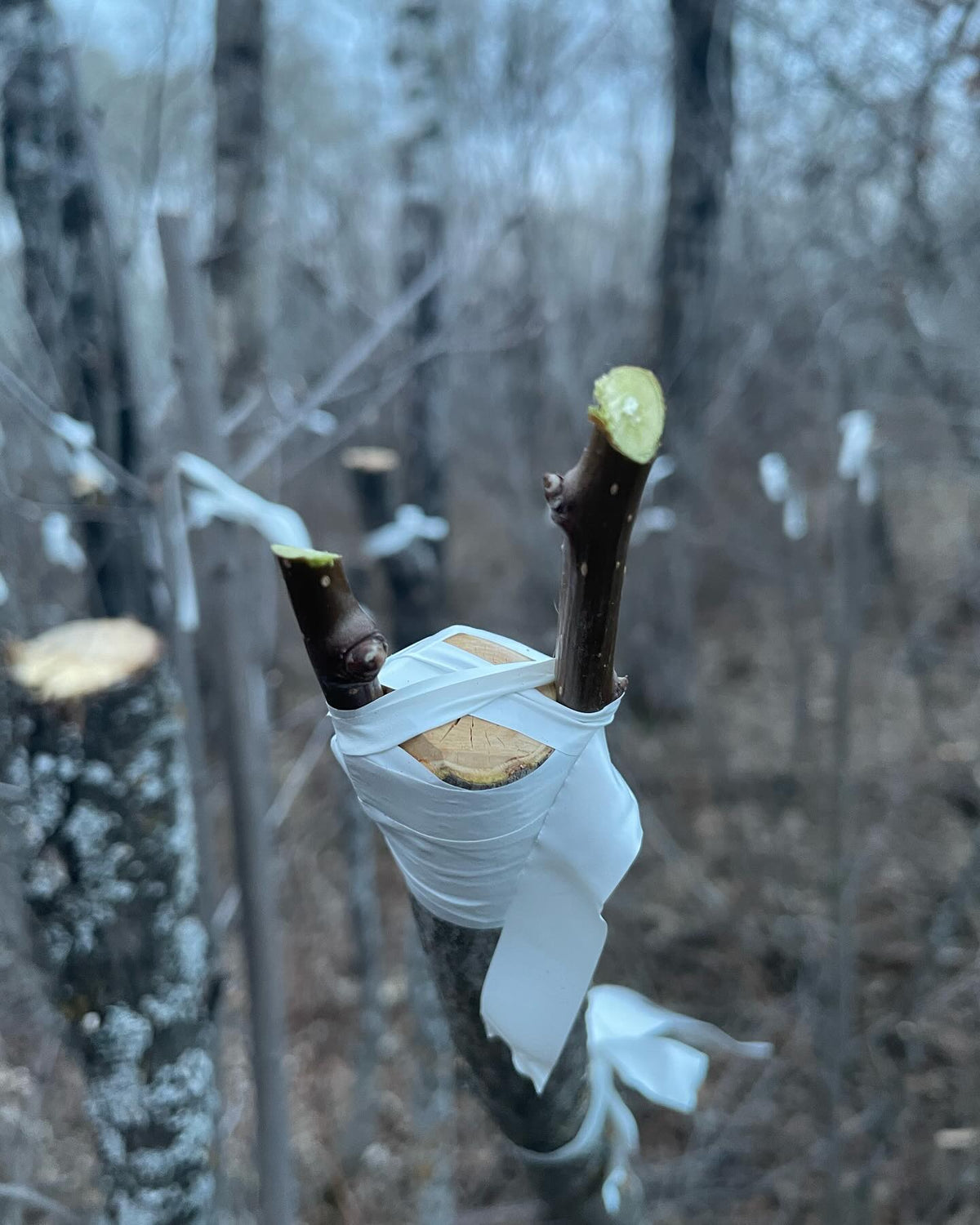 field grafting pears onto saskatoon #grafting, image 3 of 9