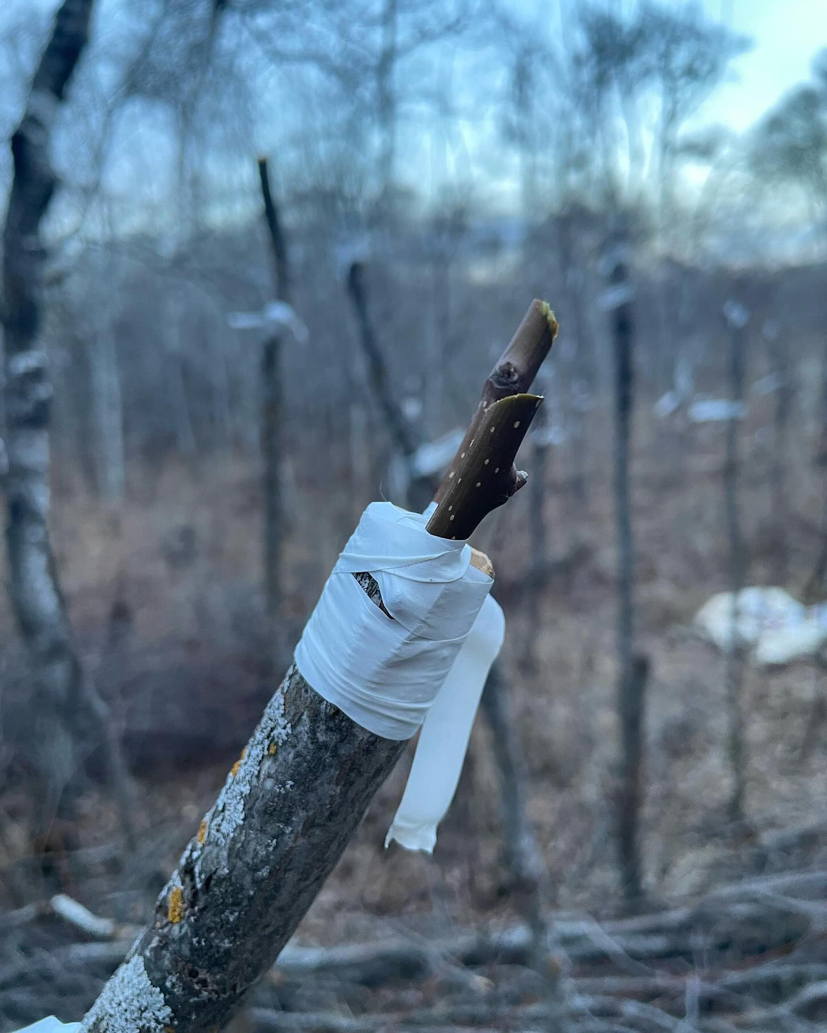 field grafting pears onto saskatoon #grafting, image 4 of 9