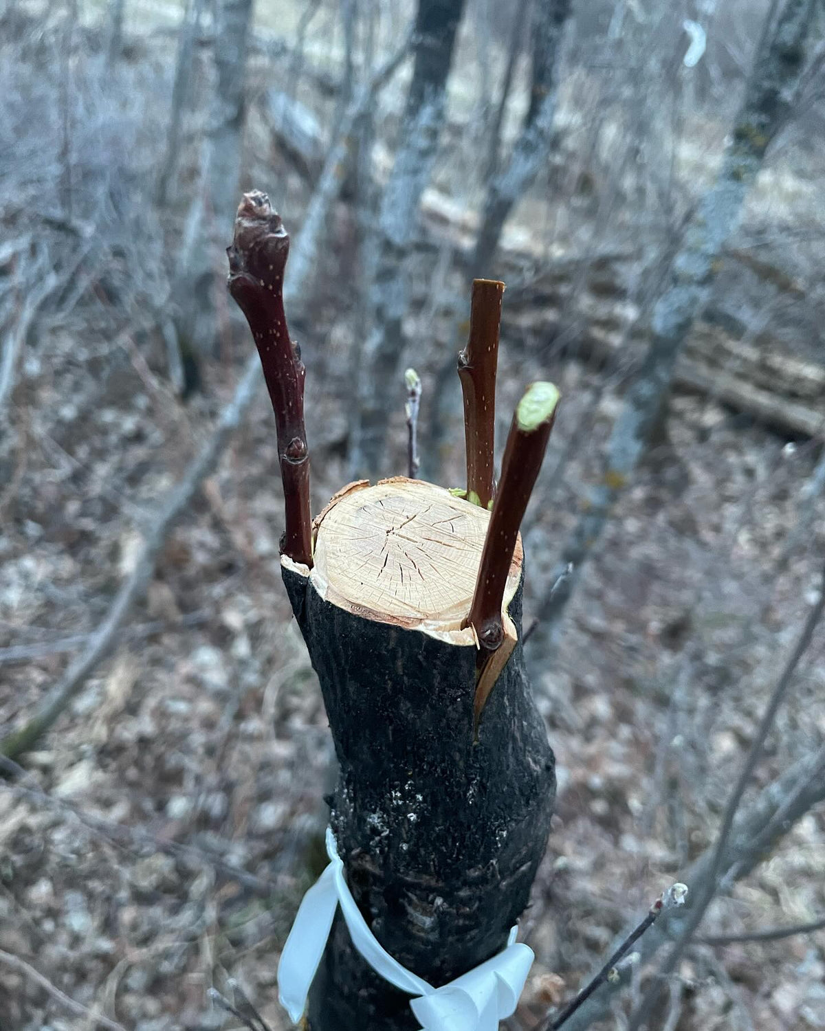 field grafting pears onto saskatoon #grafting, image 5 of 9