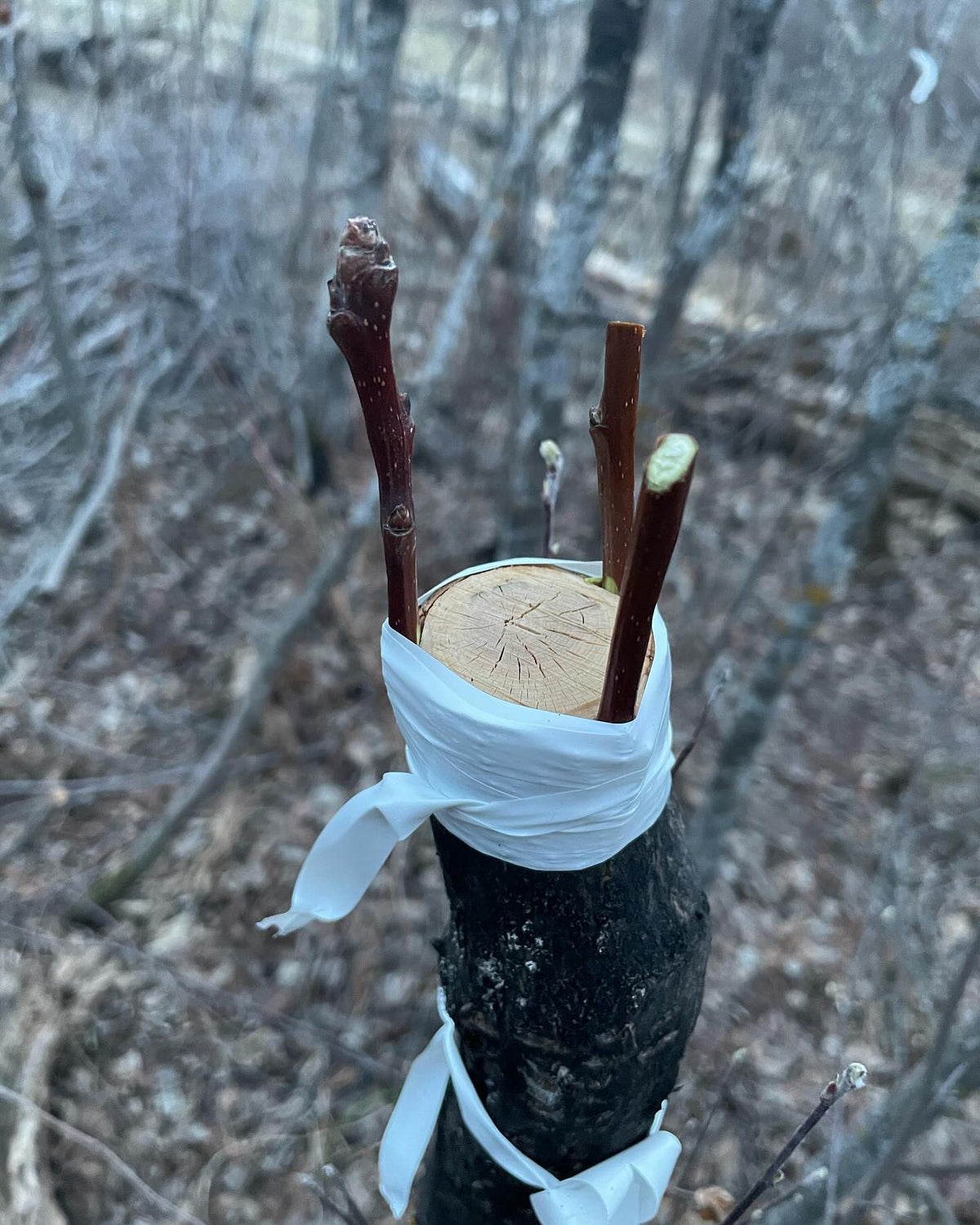field grafting pears onto saskatoon #grafting, image 6 of 9