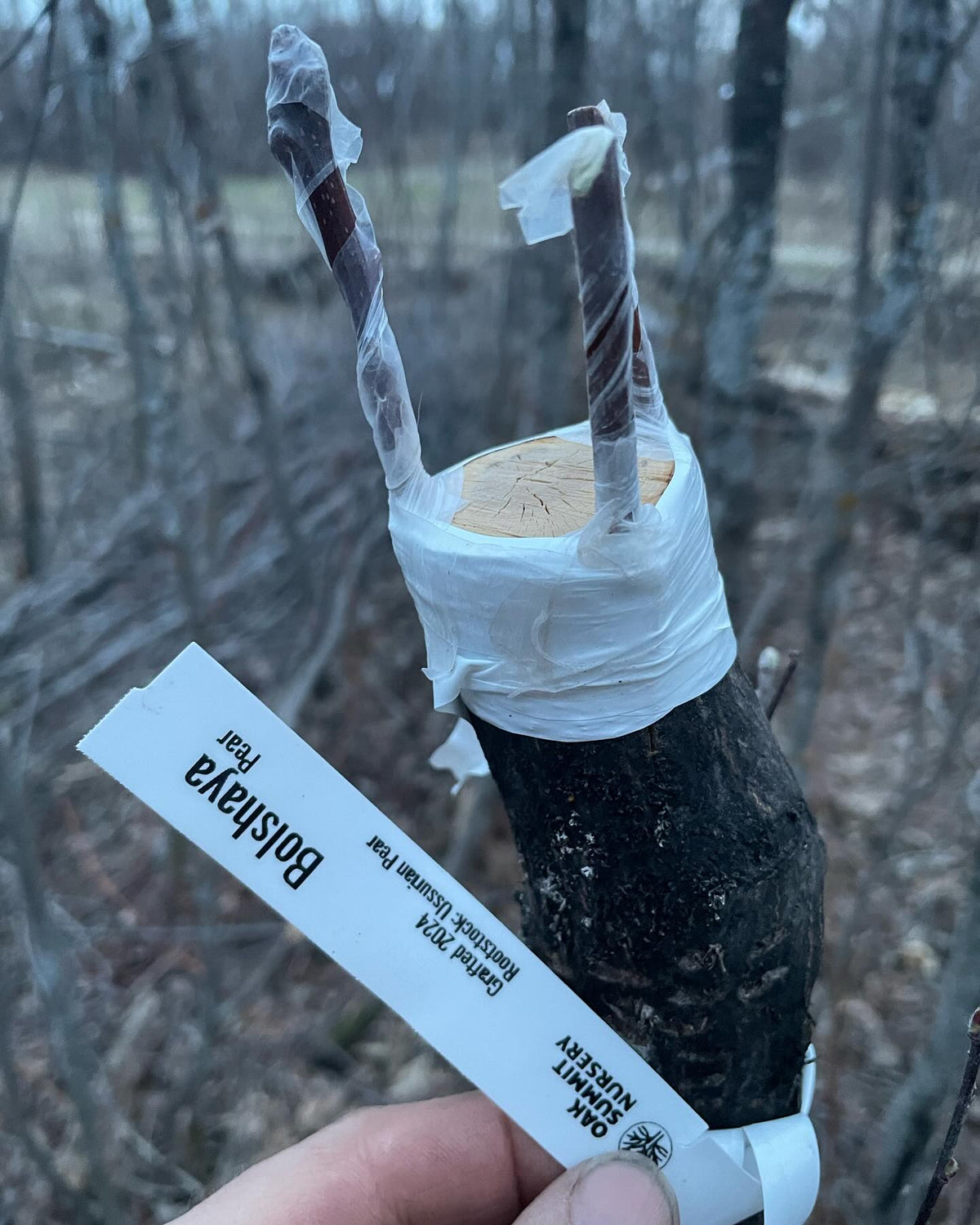 field grafting pears onto saskatoon #grafting, image 7 of 9