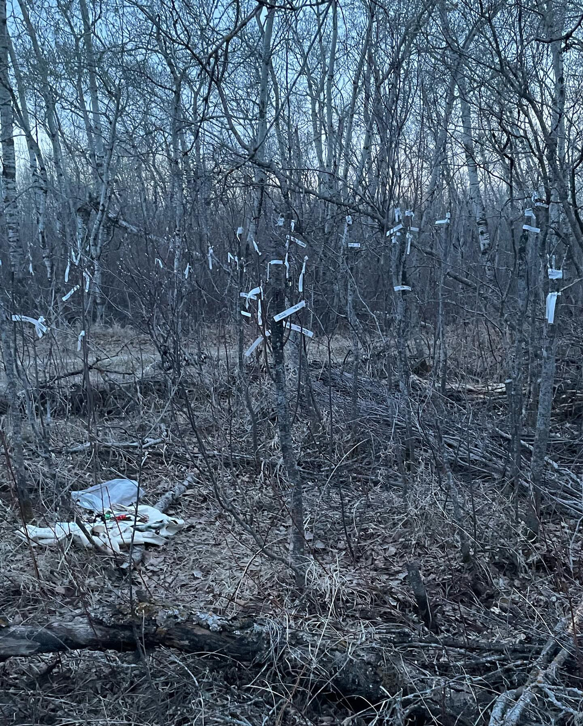 field grafting pears onto saskatoon #grafting, image 9 of 9