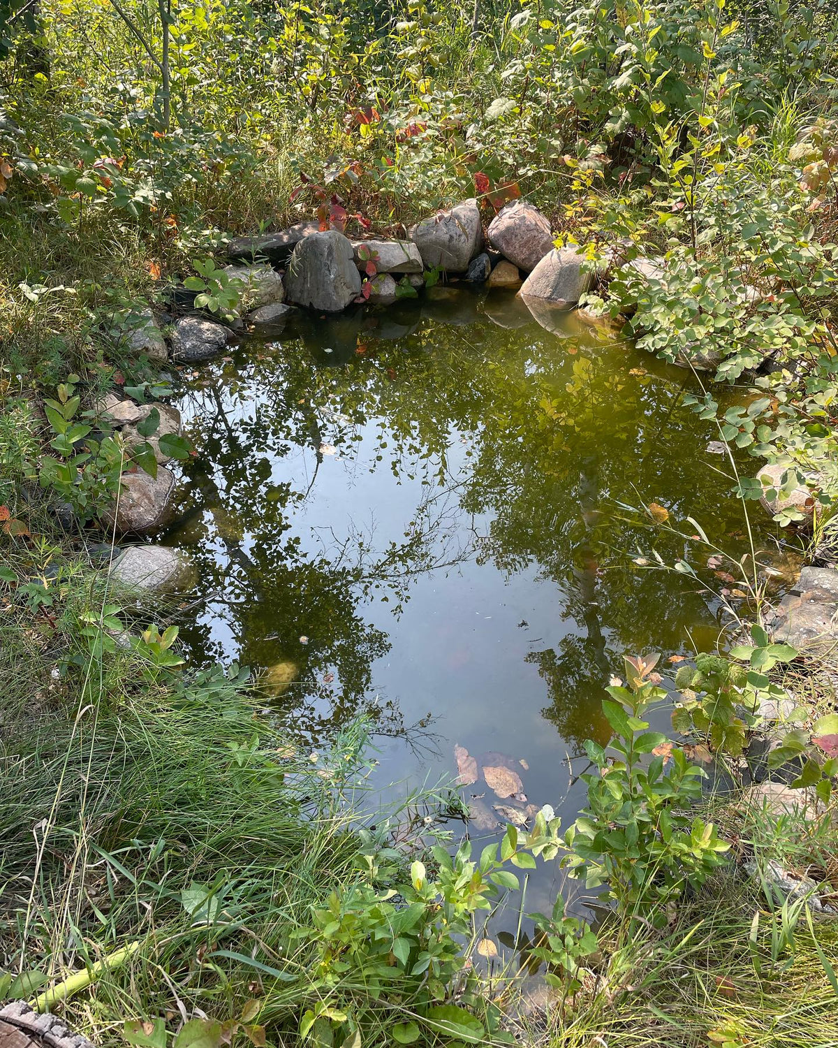filled up the pond, it’s been dry and windy and it was maybe six inches low