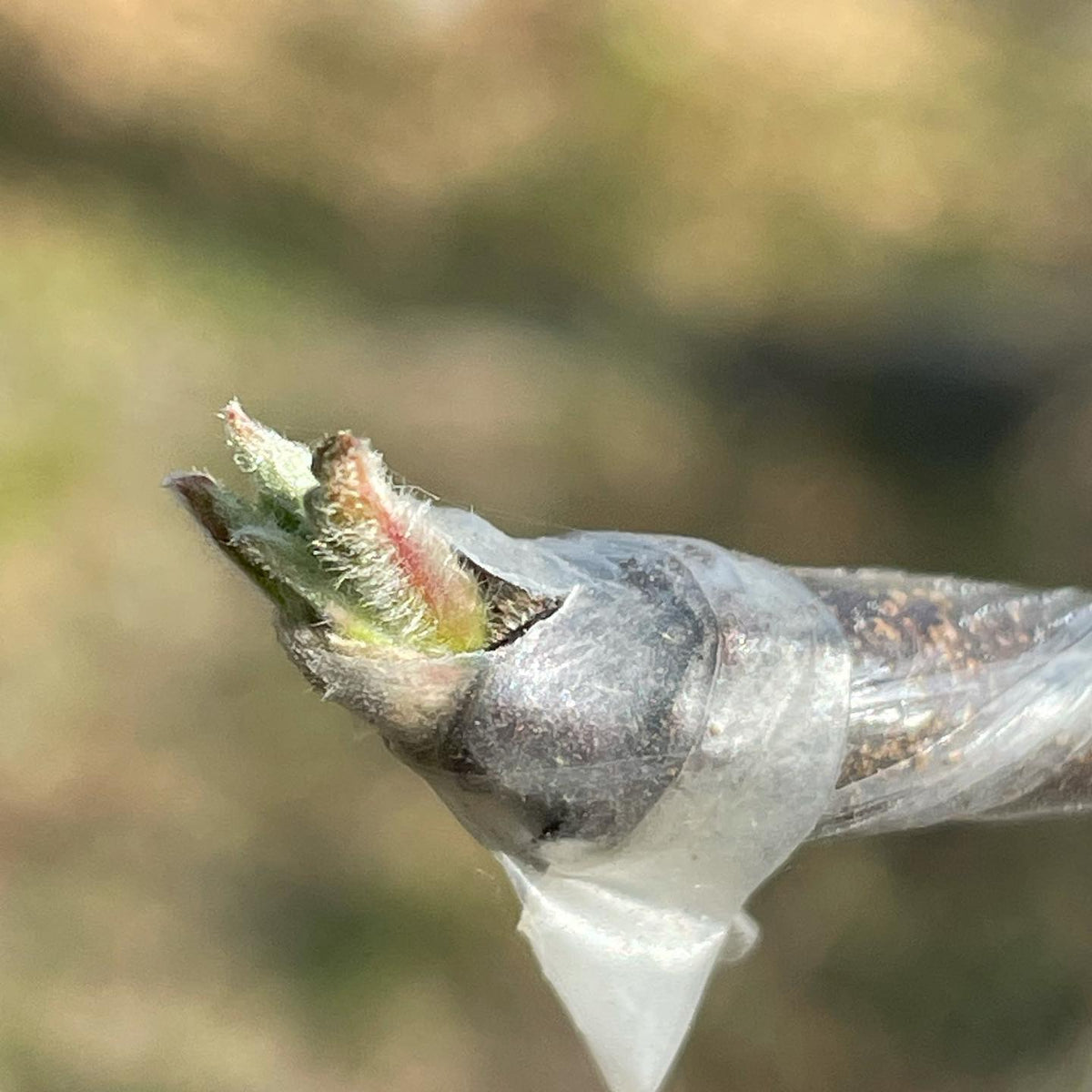first apple bud from May 1 grafts appeared