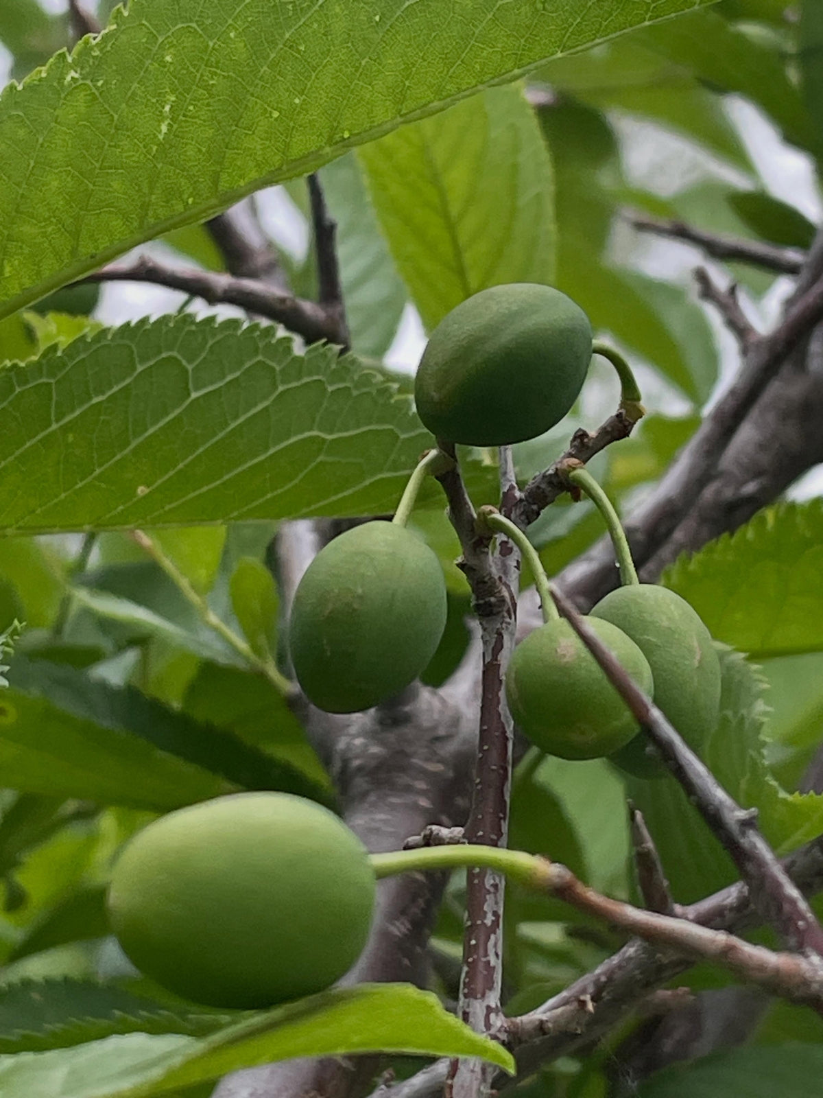 first crop of wild plums growing on this draft, it's a four year american wild plum old graft onto chokecherry, image 1 of 5