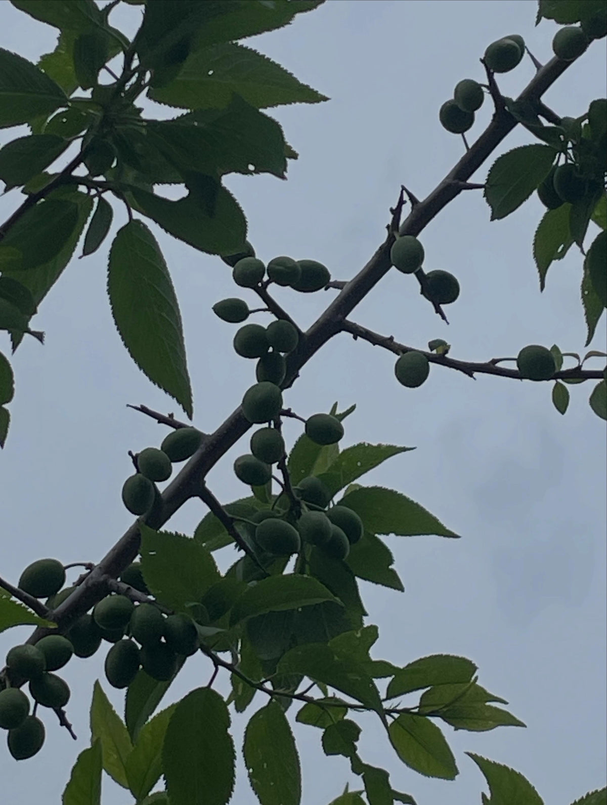 first crop of wild plums growing on this draft, it's a four year american wild plum old graft onto chokecherry, image 2 of 5