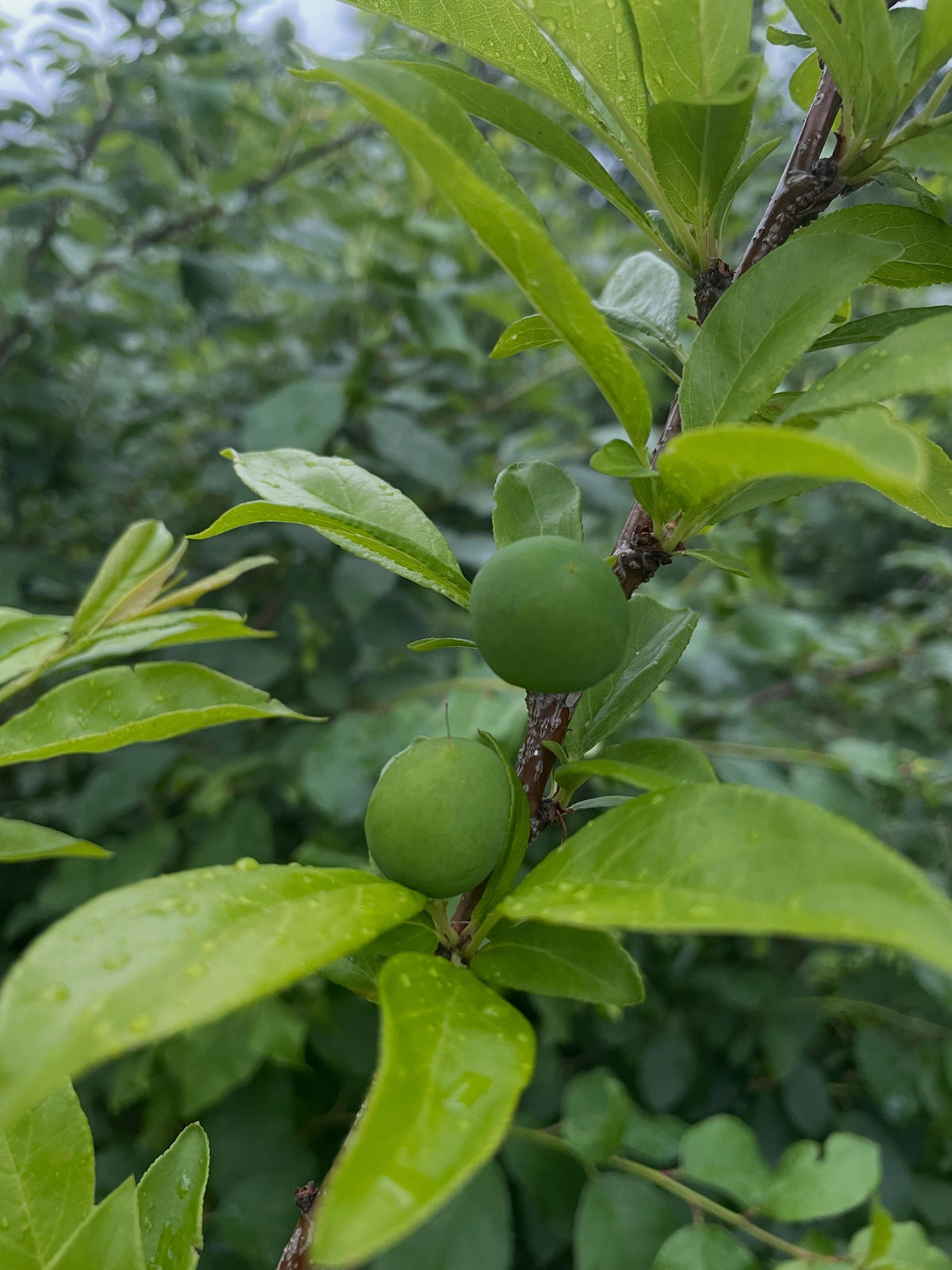 first crop of wild plums growing on this draft, it's a four year american wild plum old graft onto chokecherry, image 3 of 5