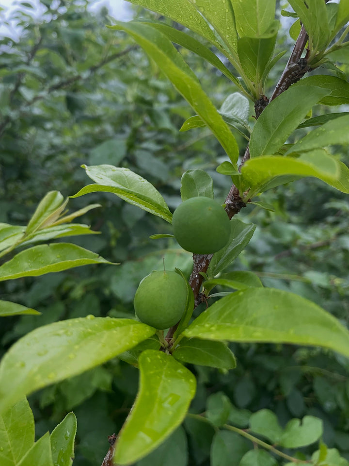 first crop of wild plums growing on this draft, it's a four year american wild plum old graft onto chokecherry, image 3 of 5
