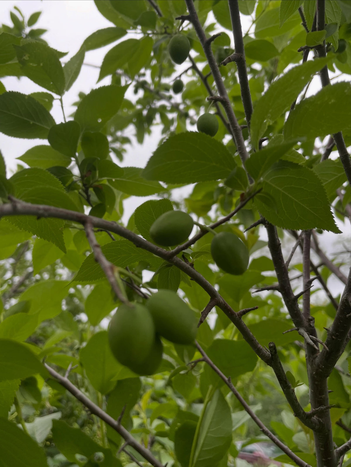 first crop of wild plums growing on this draft, it's a four year american wild plum old graft onto chokecherry, image 4 of 5