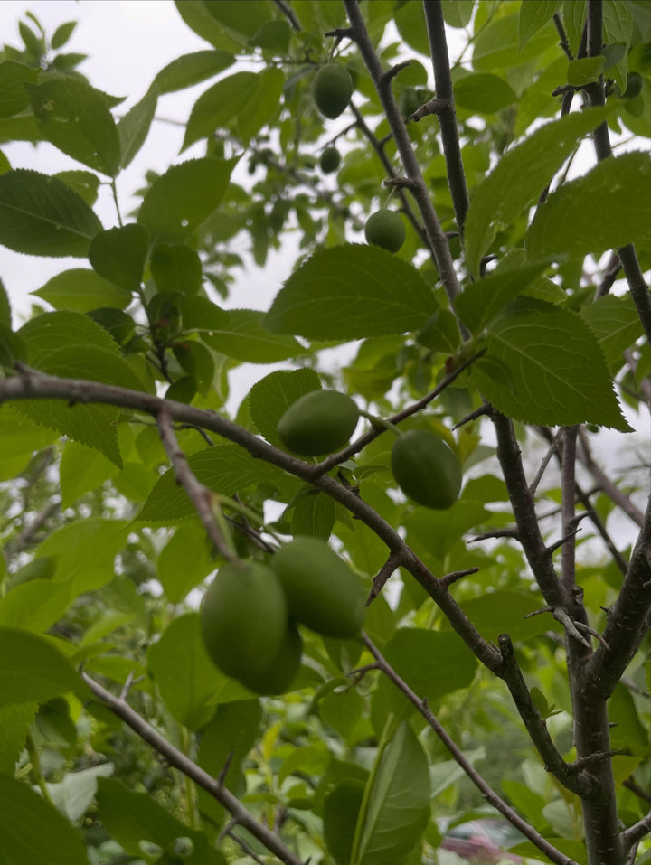 first crop of wild plums growing on this draft, it's a four year american wild plum old graft onto chokecherry, image 4 of 5