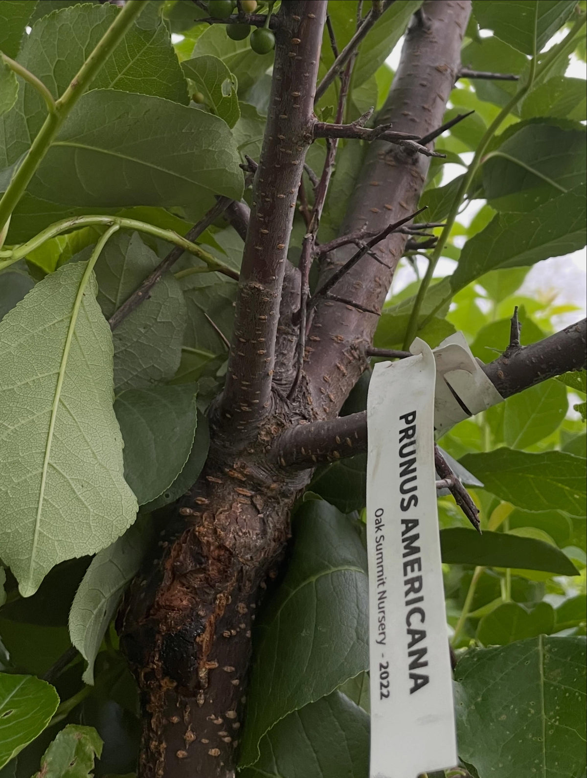 first crop of wild plums growing on this draft, it's a four year american wild plum old graft onto chokecherry, image 5 of 5