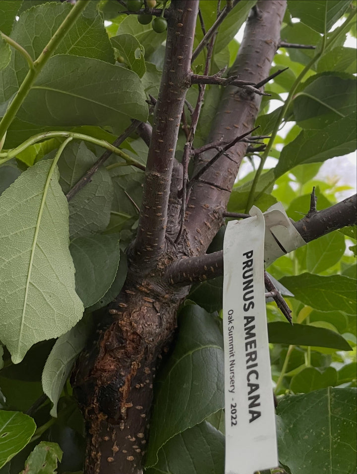 first crop of wild plums growing on this draft, it's a four year american wild plum old graft onto chokecherry, image 5 of 5