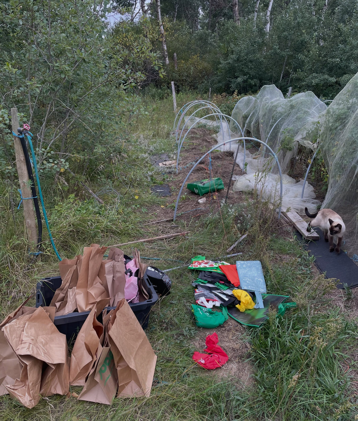 Harvest bags beside netted tomato beds with a cat on the garden path