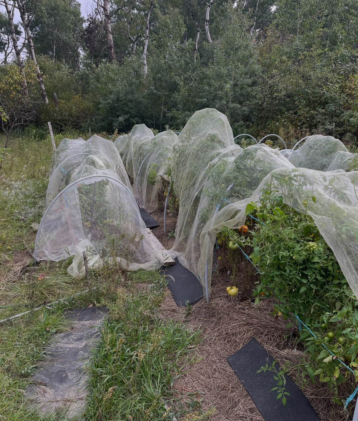 Tomato plants under mesh covers in the nursery garden