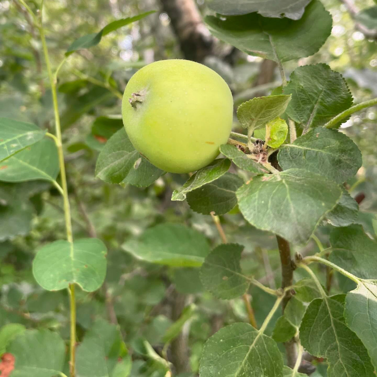 first fruit, this is apple on saskatoon, image 1 of 3