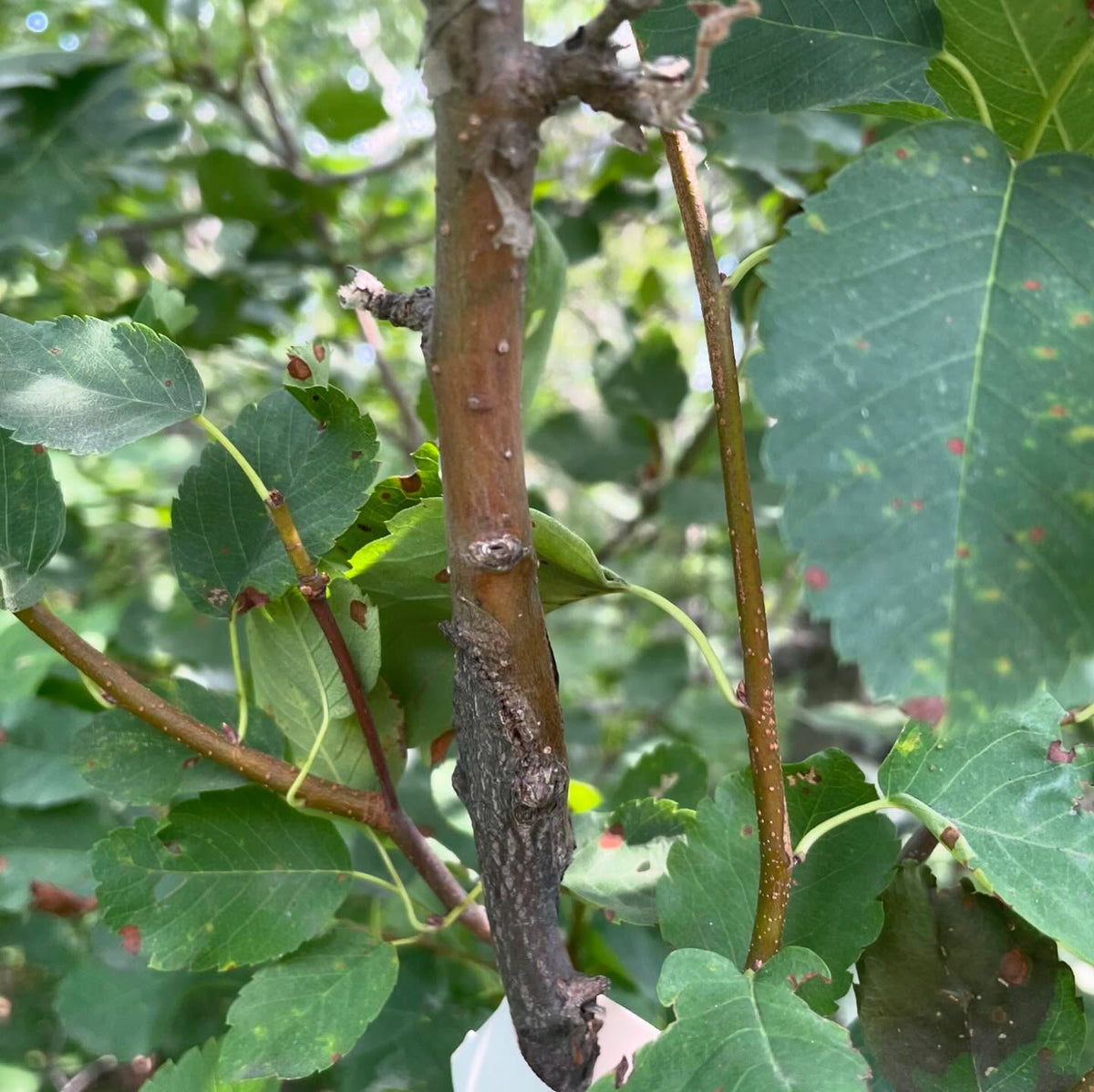 first fruit, this is apple on saskatoon, image 2 of 3