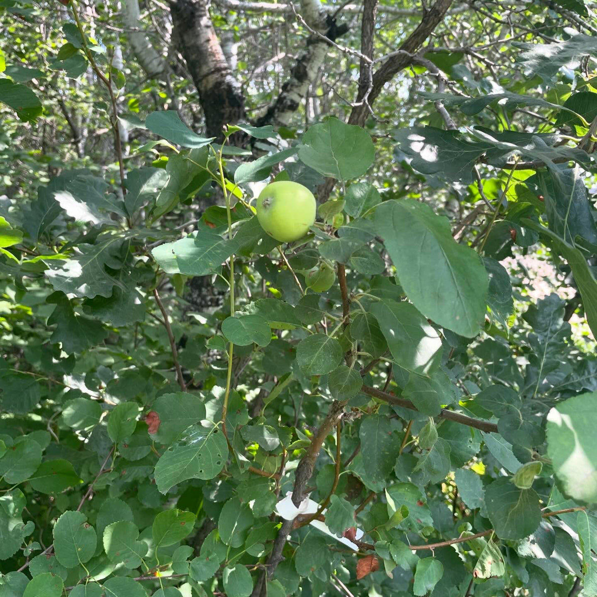 first fruit, this is apple on saskatoon, image 3 of 3