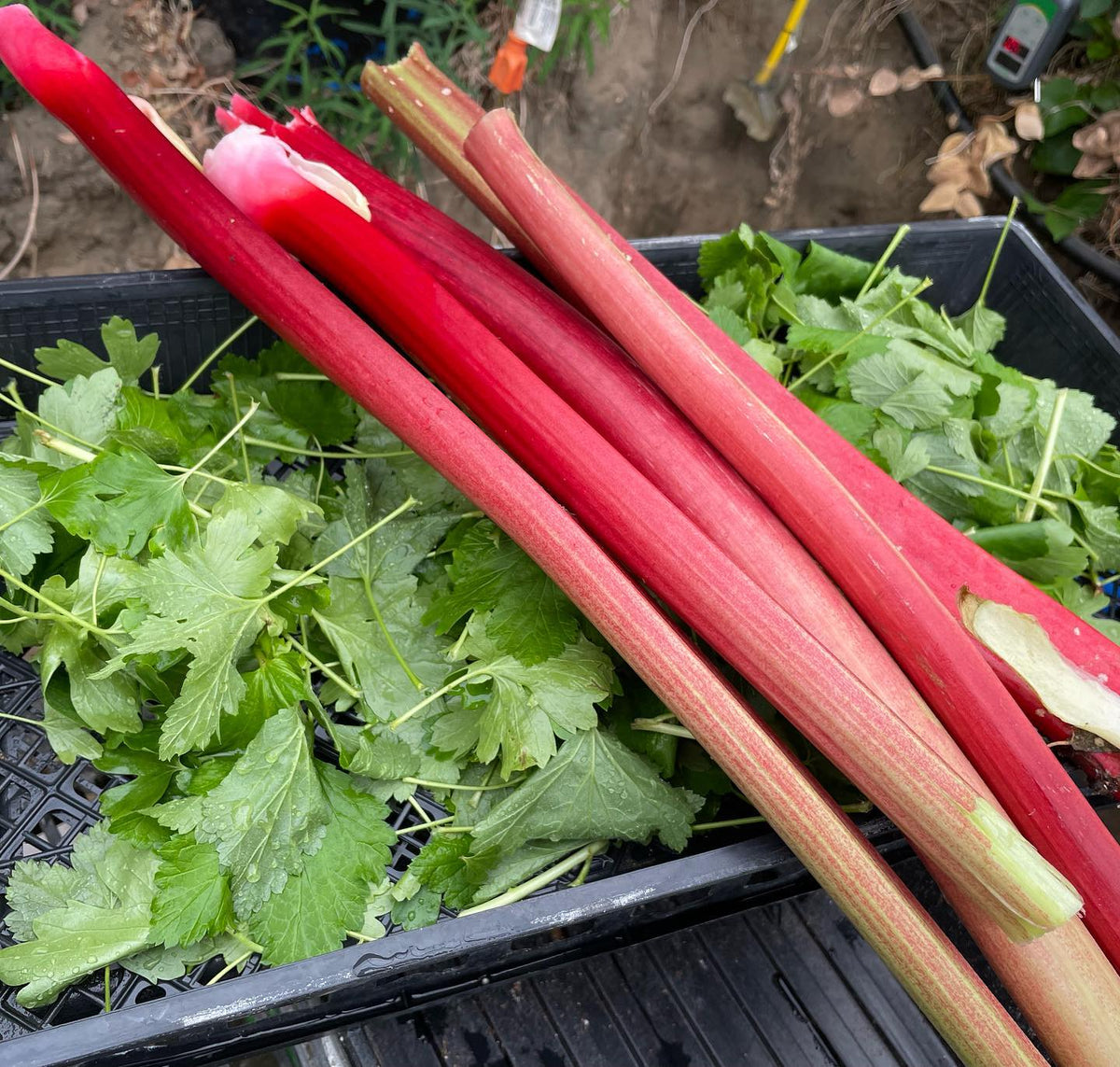 first harvest, enough rhubarb for a couple pies and a mix currant leaves for tea #rhubarb #blackcurranttea, image 1 of 2