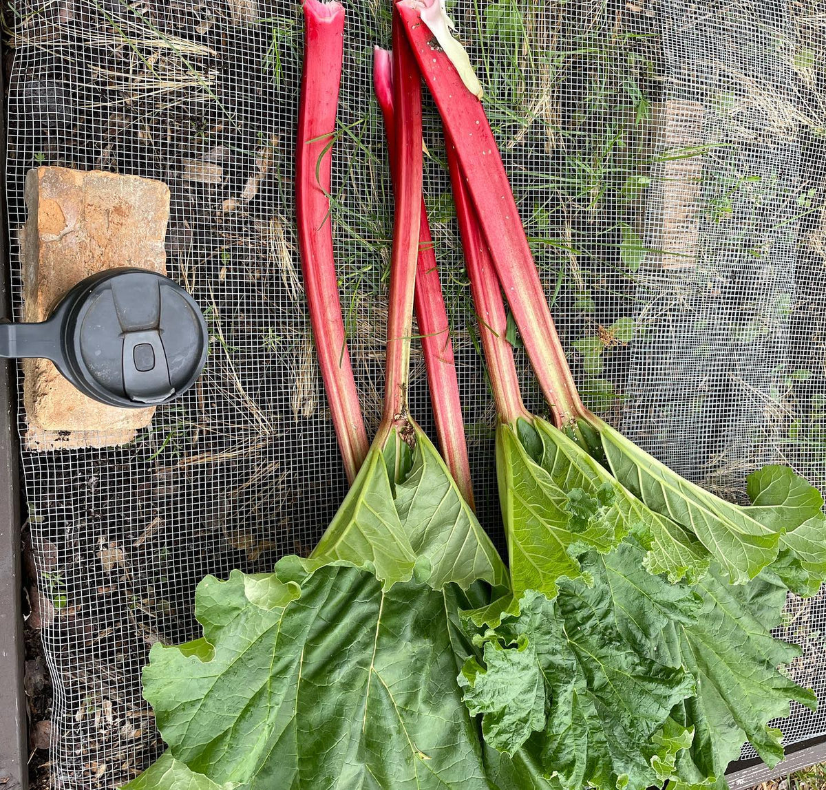 first harvest, enough rhubarb for a couple pies and a mix currant leaves for tea #rhubarb #blackcurranttea, image 2 of 2