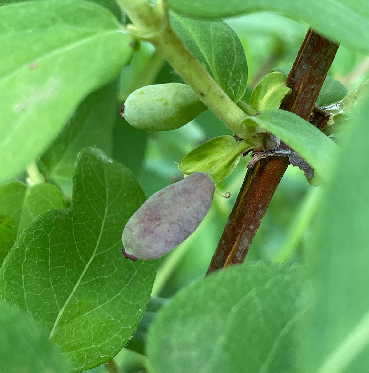 First haskaps starting to ripen