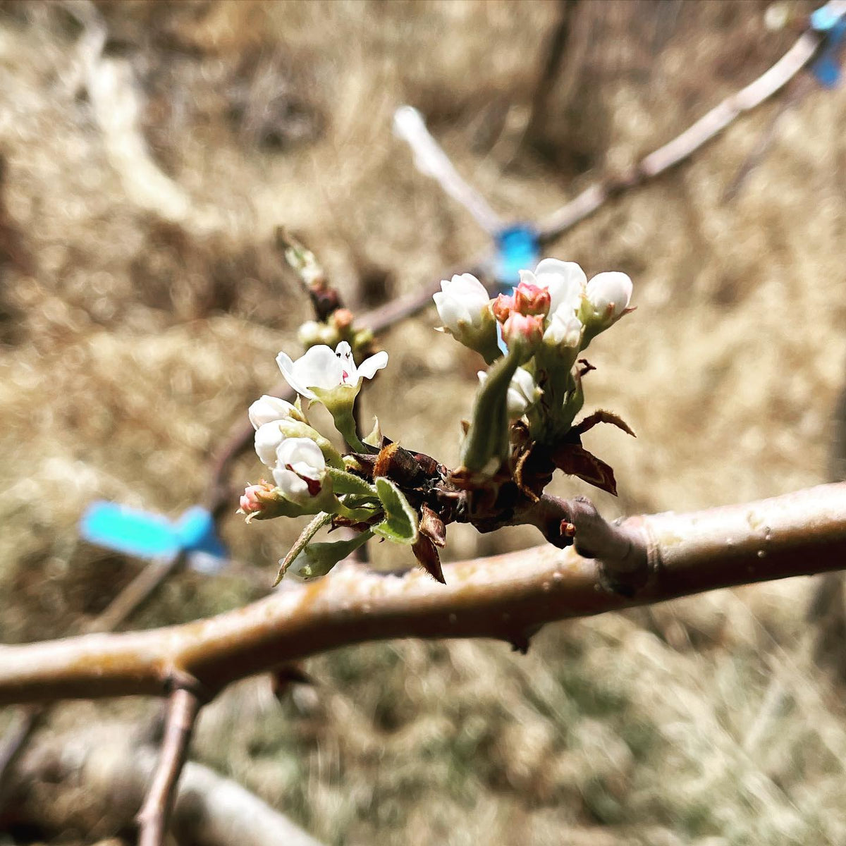 first #peartree #blossoms of the year have appeared in the nursery orchard #blossom
