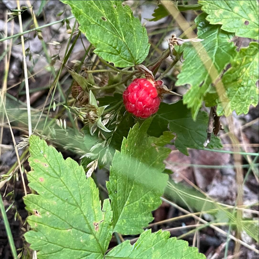 first ripe raspberry of the season is the best one ;)