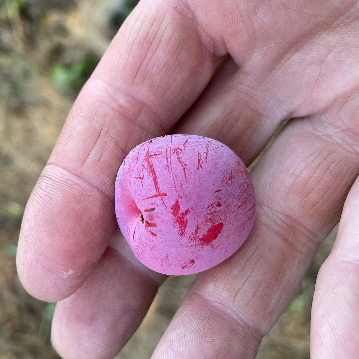 first ripe Toka plum of the season, image 1 of 2