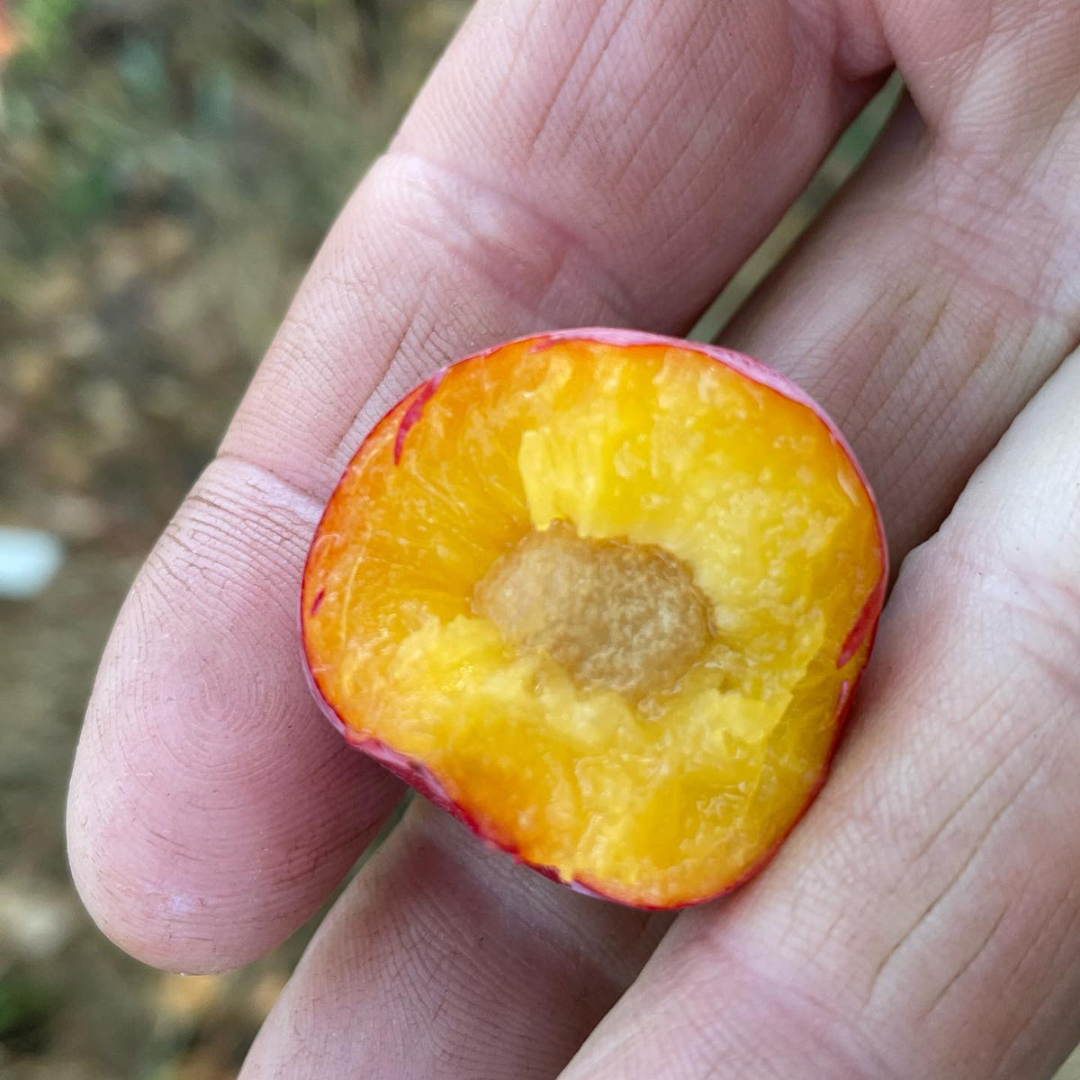 first ripe Toka plum of the season, image 2 of 2