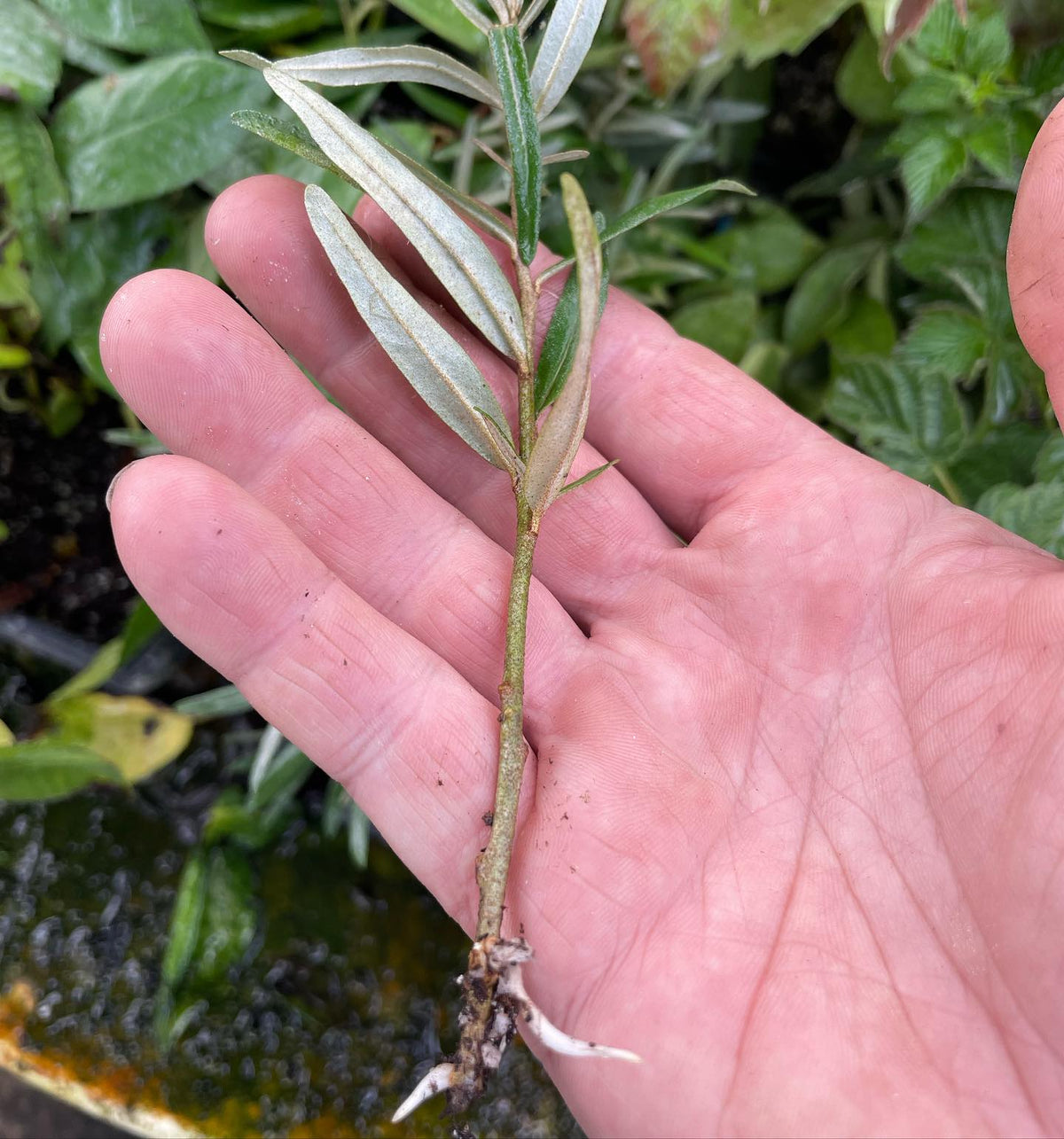 first sea buckthorns rooted this summer (seaberry), image 1 of 3