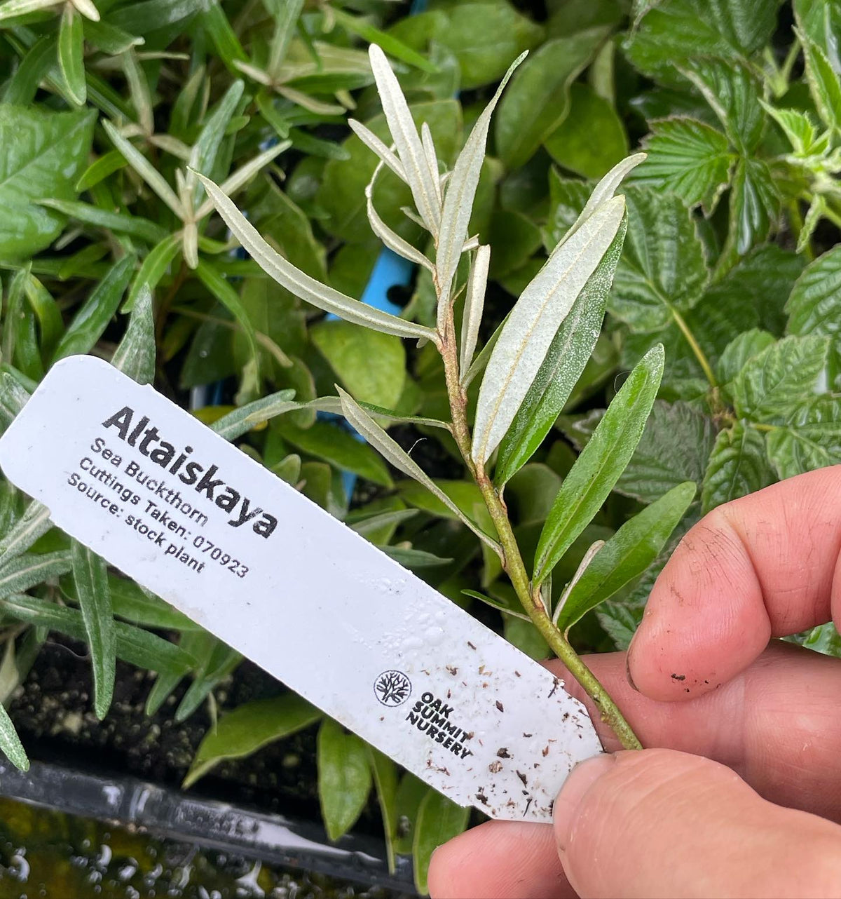 first sea buckthorns rooted this summer (seaberry), image 2 of 3