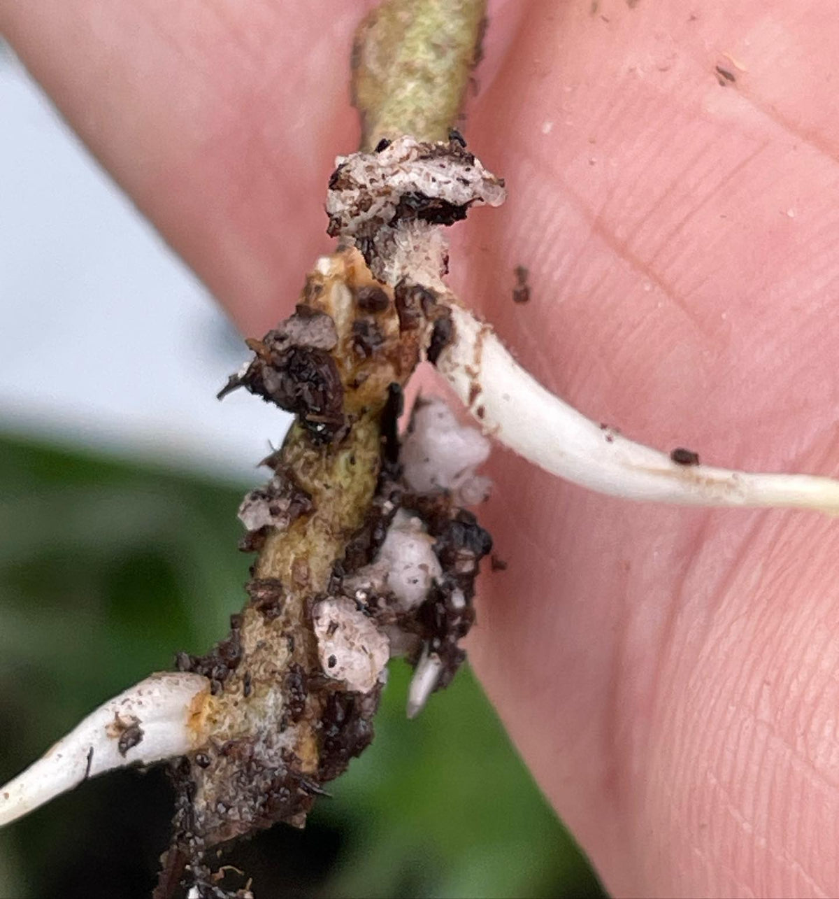 first sea buckthorns rooted this summer (seaberry), image 3 of 3