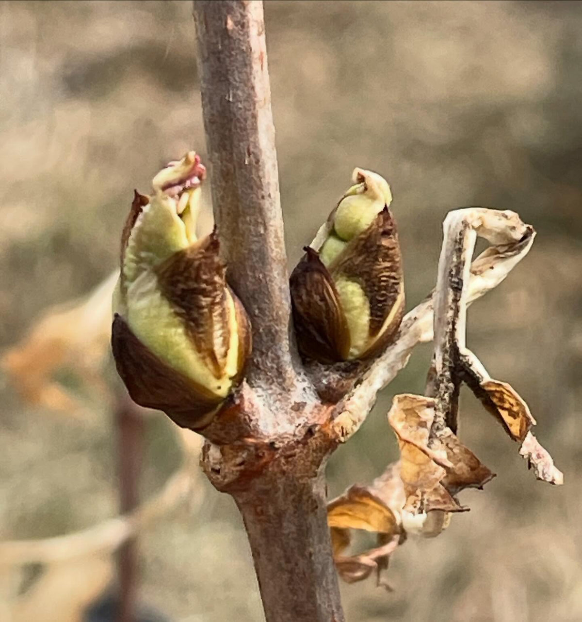 first signs of spring, red elderberry and chokecherry buds swelling, image 1 of 3