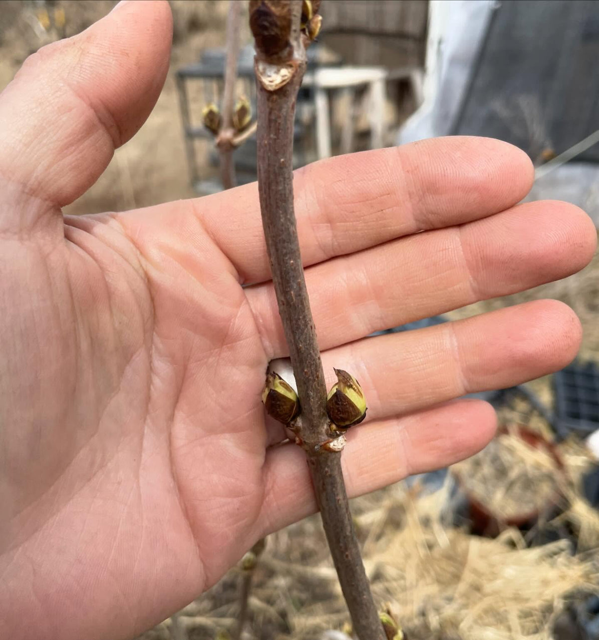 first signs of spring, red elderberry and chokecherry buds swelling, image 2 of 3