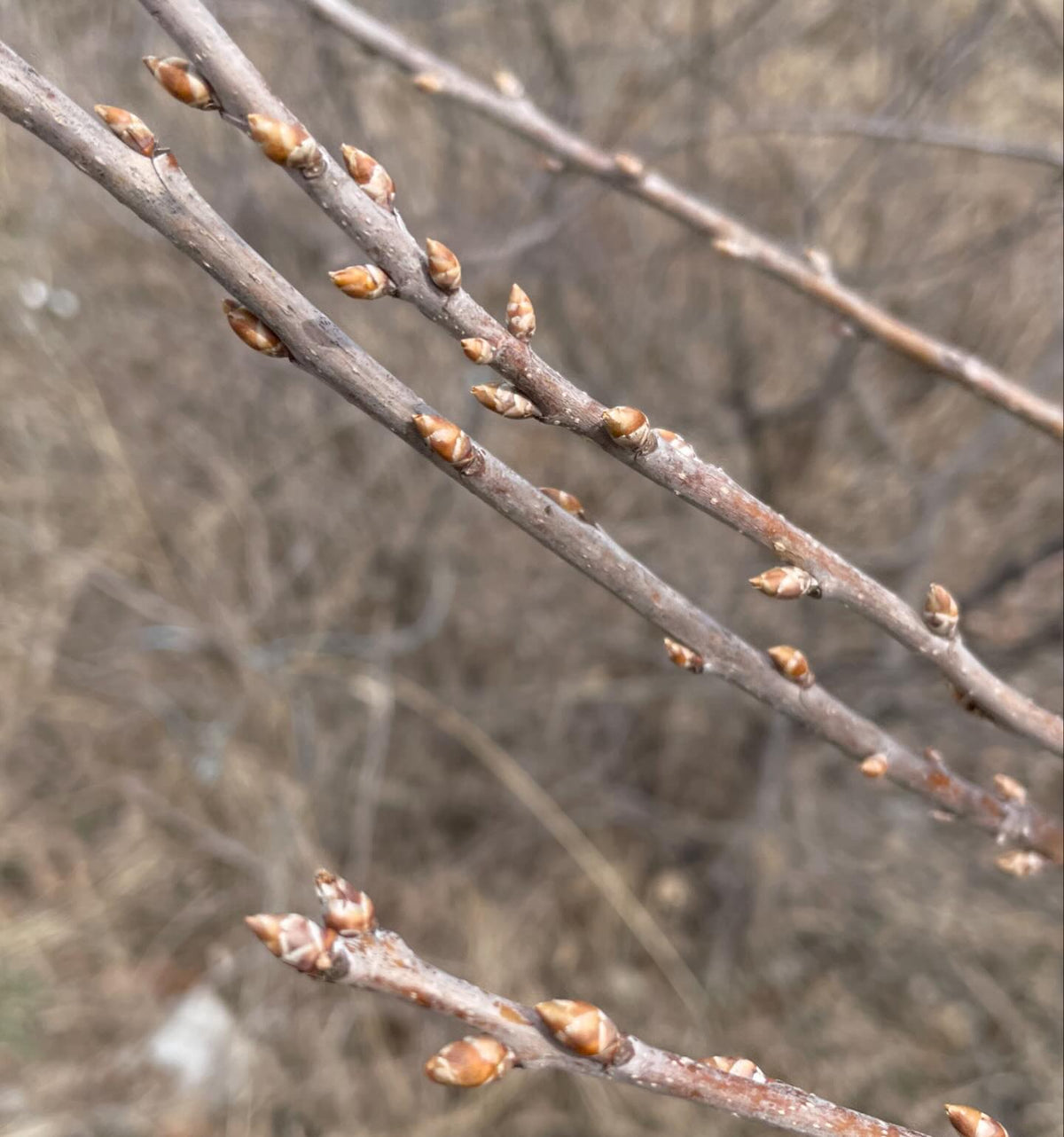 first signs of spring, red elderberry and chokecherry buds swelling, image 3 of 3