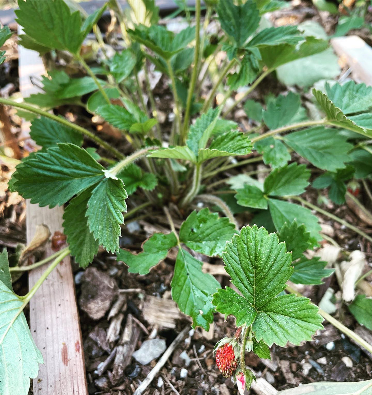 first strawberry on this plant started from seed this spring